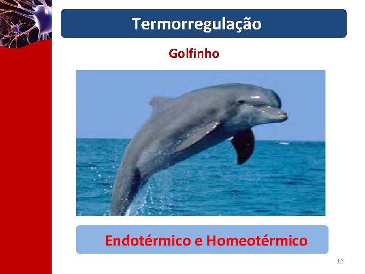 Termorregulação Golfinho Endotérmico e Homeotérmico 12 