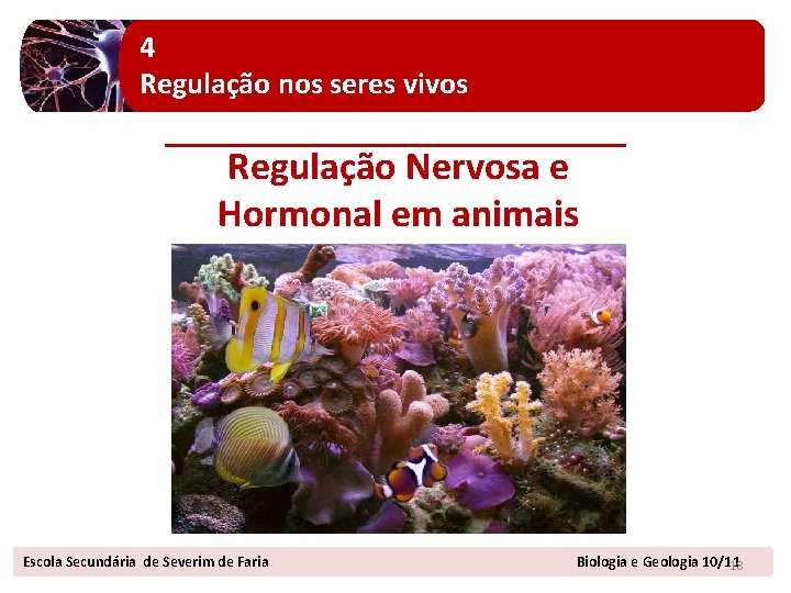 4 Regulação nos seres vivos Regulação Nervosa e Hormonal em animais Escola Secundária de