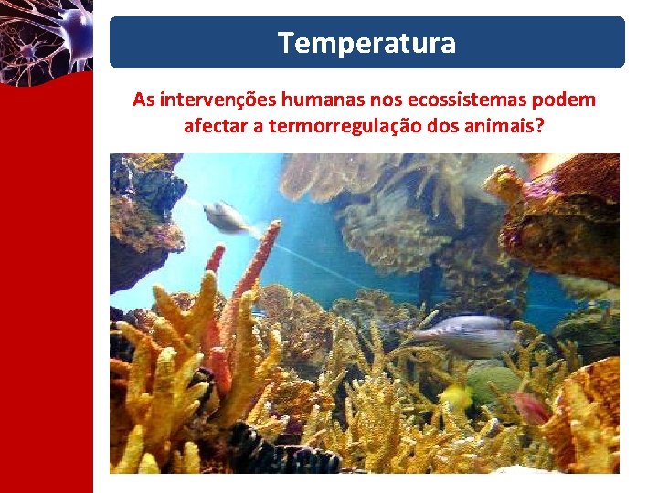 Temperatura As intervenções humanas nos ecossistemas podem afectar a termorregulação dos animais? 5 