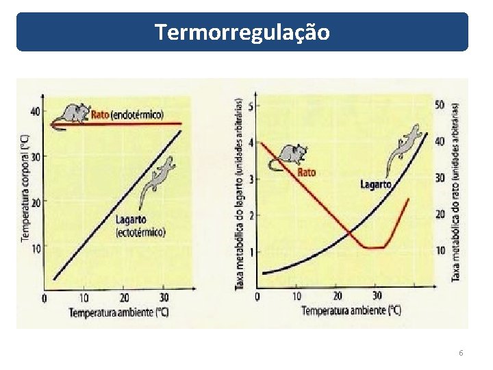 Termorregulação 6 