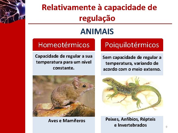 Relativamente à capacidade de regulação ANIMAIS Homeotérmicos Poiquilotérmicos Capacidade de regular a sua temperatura