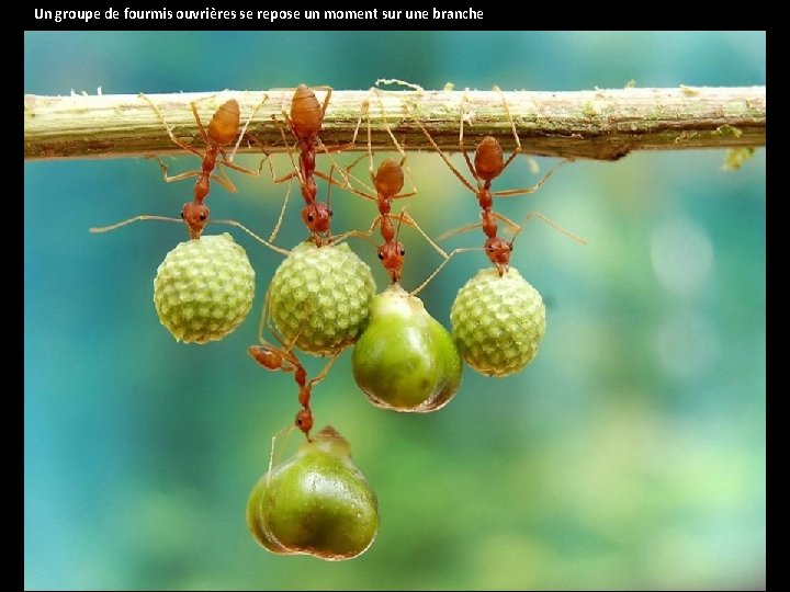 Un groupe de fourmis ouvrières se repose un moment sur une branche 