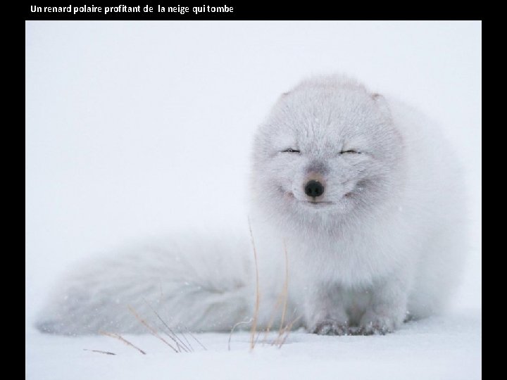 Un renard polaire profitant de la neige qui tombe 