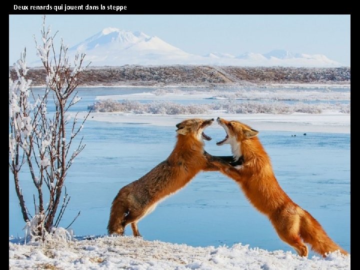 Deux renards qui jouent dans la steppe 