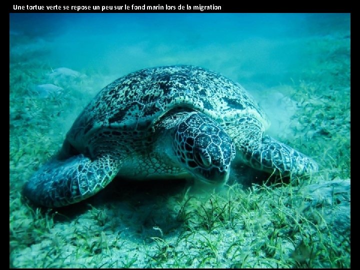 Une tortue verte se repose un peu sur le fond marin lors de la