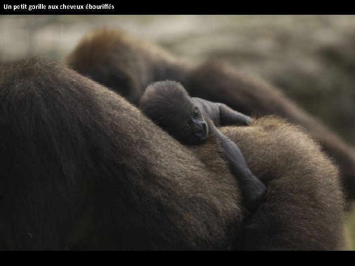 Un petit gorille aux cheveux ébouriffés 