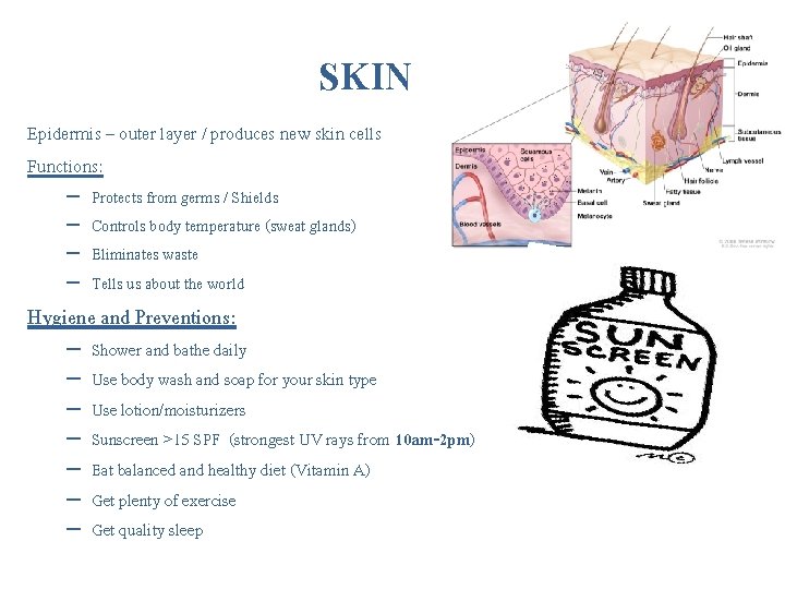SKIN Epidermis – outer layer / produces new skin cells Functions: – – Protects SKIN Epidermis – outer layer / produces new skin cells Functions: – – Protects