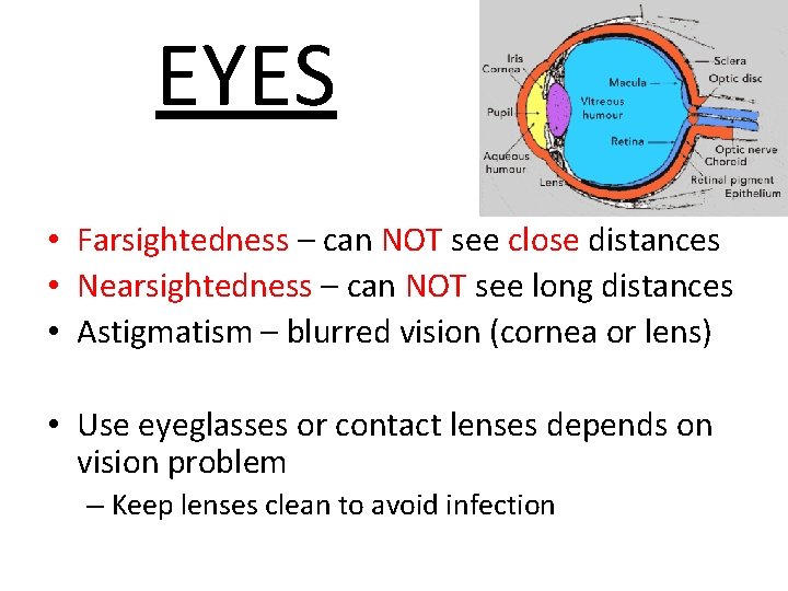 EYES • Farsightedness – can NOT see close distances • Nearsightedness – can NOT EYES • Farsightedness – can NOT see close distances • Nearsightedness – can NOT