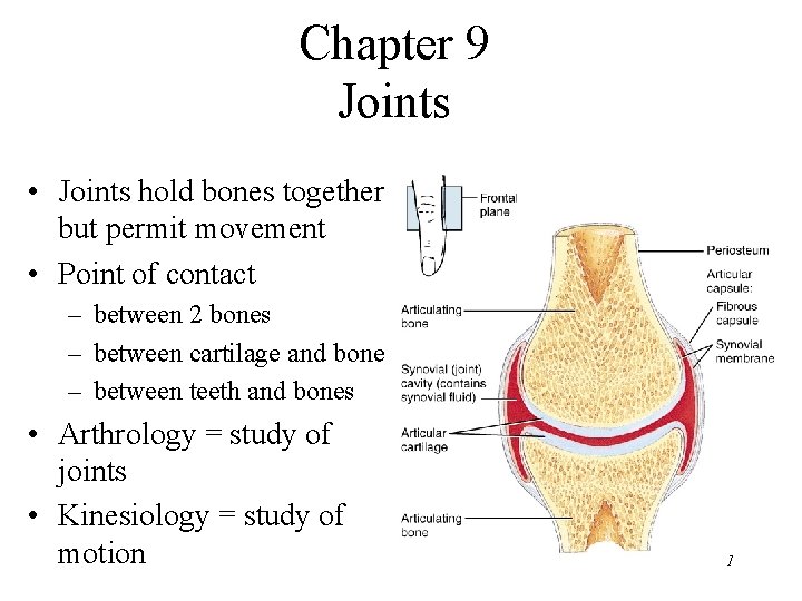 Chapter 9 Joints • Joints hold bones together but permit movement • Point of