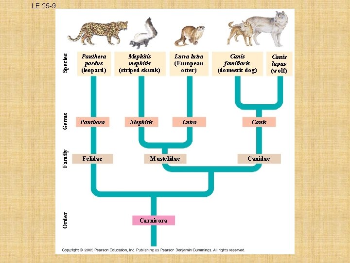 Species Mephitis mephitis (striped skunk) Lutra lutra (European otter) Genus Panthera Mephitis Lutra Felidae