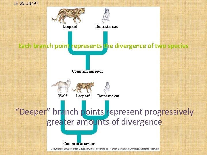 LE 25 -UN 497 Leopard Domestic cat Each branch point represents the divergence of