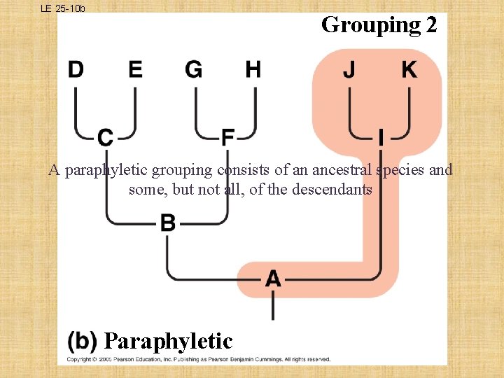 LE 25 -10 b Grouping 2 A paraphyletic grouping consists of an ancestral species