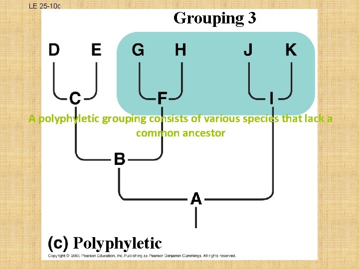 LE 25 -10 c Grouping 3 A polyphyletic grouping consists of various species that
