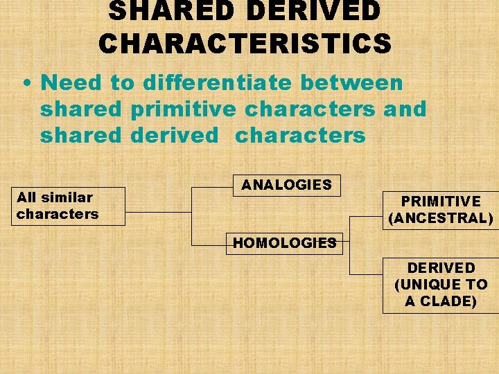 SHARED DERIVED CHARACTERISTICS • Need to differentiate between shared primitive characters and shared derived
