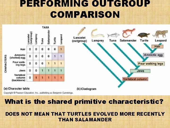 PERFORMING OUTGROUP COMPARISON What is the shared primitive characteristic? DOES NOT MEAN THAT TURTLES