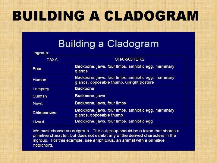 BUILDING A CLADOGRAM 