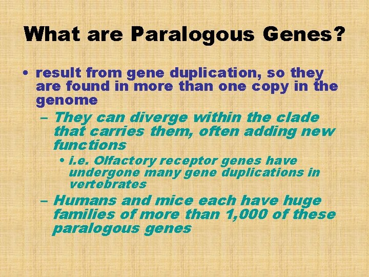 What are Paralogous Genes? • result from gene duplication, so they are found in