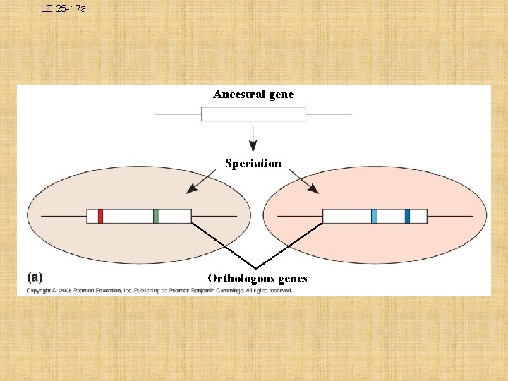 LE 25 -17 a Ancestral gene Speciation Orthologous genes 