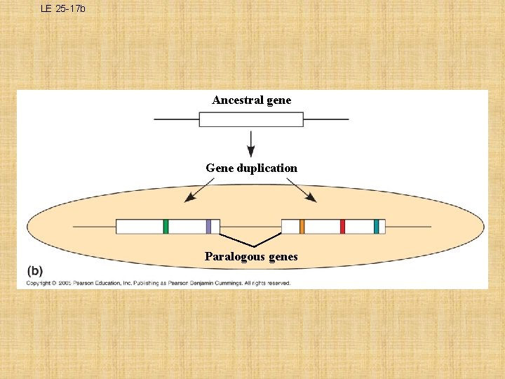 LE 25 -17 b Ancestral gene Gene duplication Paralogous genes 