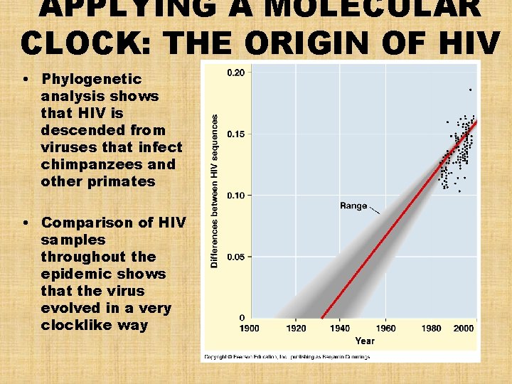 APPLYING A MOLECULAR CLOCK: THE ORIGIN OF HIV • Phylogenetic analysis shows that HIV