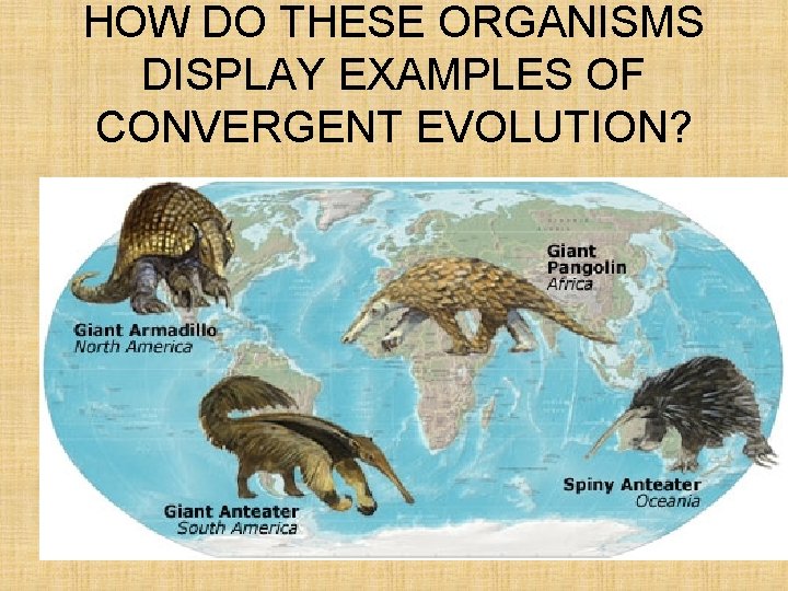 HOW DO THESE ORGANISMS DISPLAY EXAMPLES OF CONVERGENT EVOLUTION? 