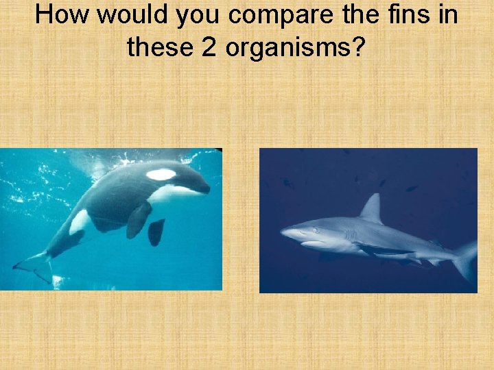 How would you compare the fins in these 2 organisms? 