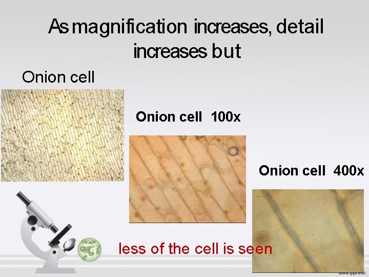 As magnification increases, detail increases but Onion cell 40 x Onion cell 100 x