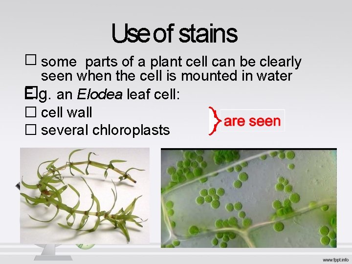 Use of stains � some parts of a plant cell can be clearly seen