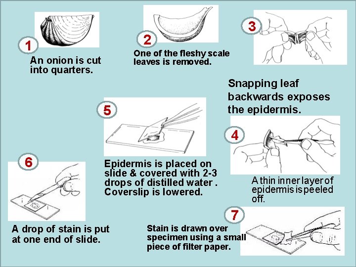 3 2 1 One of the fleshy scale leaves is removed. An onion is