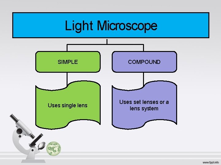 Light Microscope SIMPLE COMPOUND Uses single lens Uses set lenses or a lens system