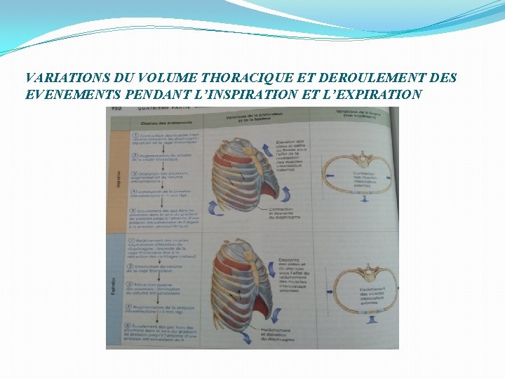 VARIATIONS DU VOLUME THORACIQUE ET DEROULEMENT DES EVENEMENTS PENDANT L’INSPIRATION ET L’EXPIRATION 