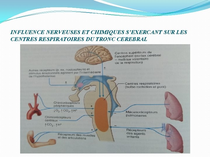 INFLUENCE NERVEUSES ET CHIMIQUES S’EXERCANT SUR LES CENTRES RESPIRATOIRES DU TRONC CEREBRAL 