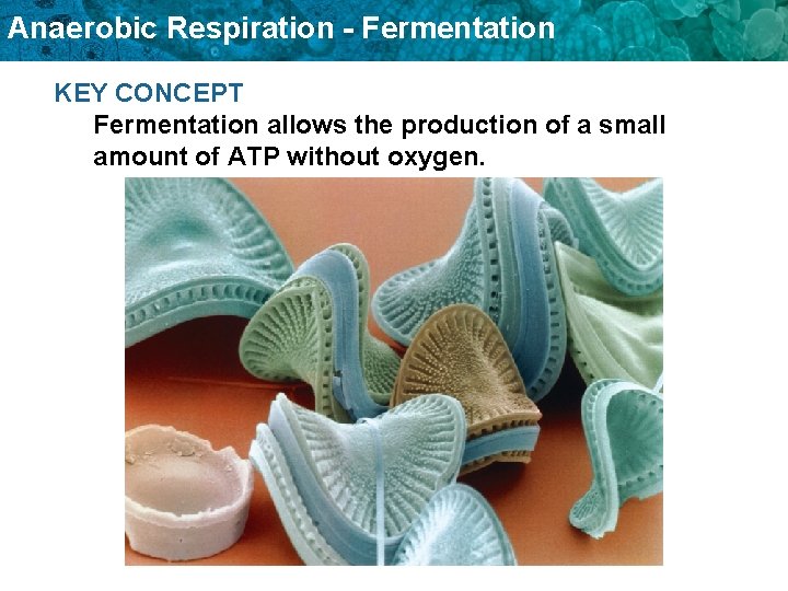 Anaerobic Respiration - Fermentation KEY CONCEPT Fermentation allows the production of a small amount