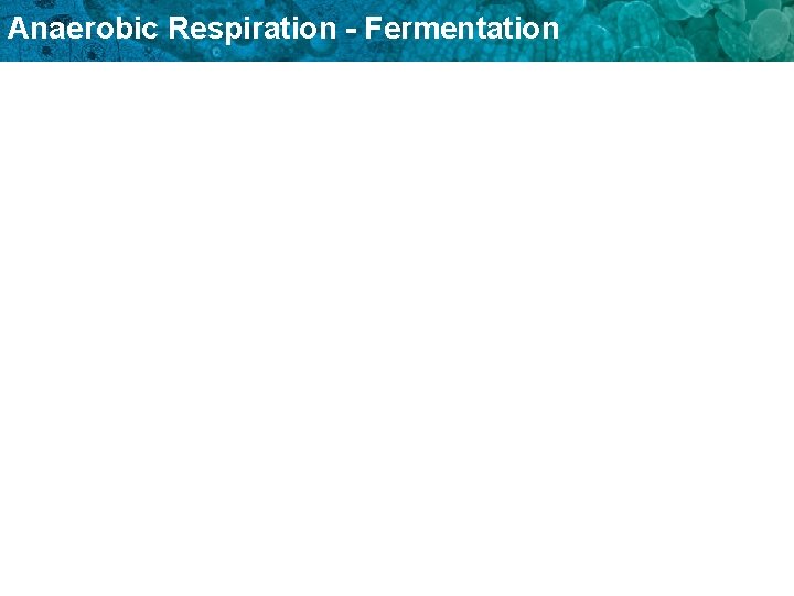 Anaerobic Respiration - Fermentation 