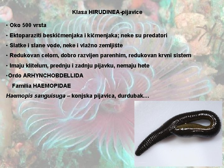 Klasa HIRUDINEA-pijavice • Oko 500 vrsta • Ektoparaziti beskičmenjaka i kičmenjaka; neke su predatori