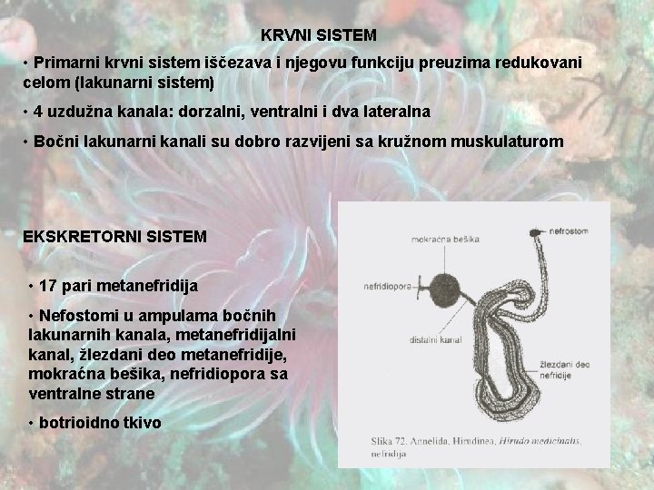 KRVNI SISTEM • Primarni krvni sistem iščezava i njegovu funkciju preuzima redukovani celom (lakunarni