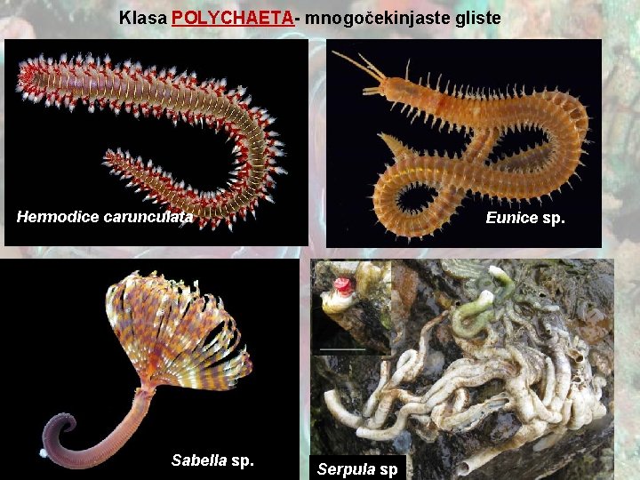 Klasa POLYCHAETA- mnogočekinjaste gliste Hermodice carunculata Sabella sp. Eunice sp. Serpula sp 