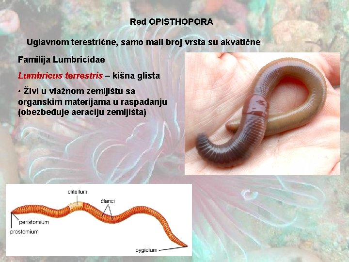 Red OPISTHOPORA Uglavnom terestrične, samo mali broj vrsta su akvatične Familija Lumbricidae Lumbricus terrestris