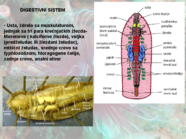 DIGESTIVNI SISTEM • Usta, ždrelo sa muskulaturom, jednjak sa tri para krečnjačkih žlezda. Morenove