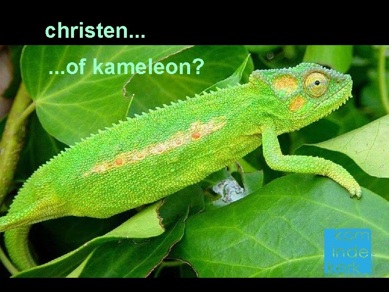 christen. . . of kameleon? 