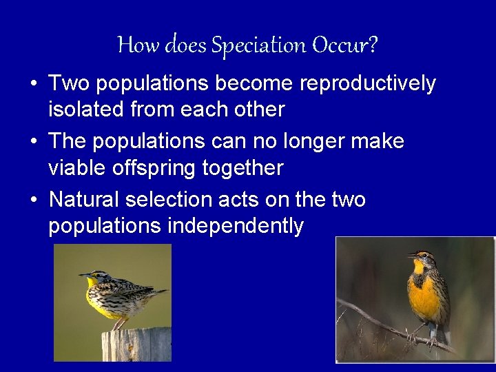 How does Speciation Occur? • Two populations become reproductively isolated from each other •