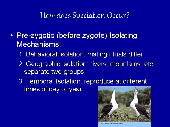 How does Speciation Occur? • Pre-zygotic (before zygote) Isolating Mechanisms: 1. Behavioral Isolation: mating