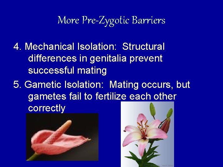 More Pre-Zygotic Barriers 4. Mechanical Isolation: Structural differences in genitalia prevent successful mating 5.