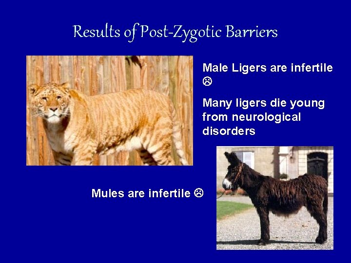 Results of Post-Zygotic Barriers Male Ligers are infertile Many ligers die young from neurological