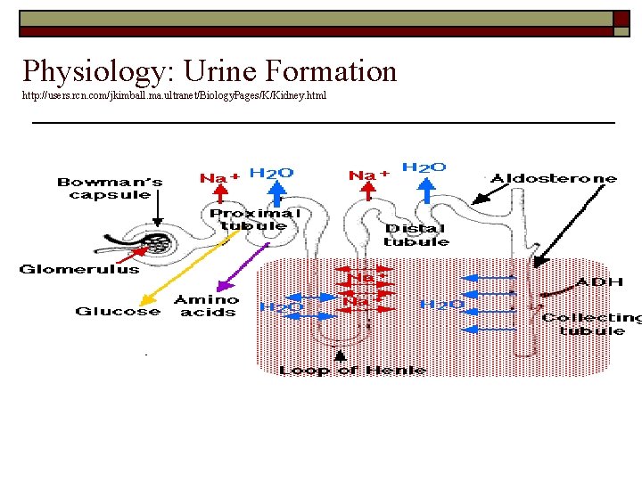 Physiology: Urine Formation http: //users. rcn. com/jkimball. ma. ultranet/Biology. Pages/K/Kidney. html 