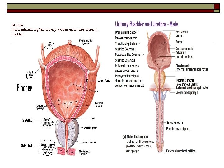 Bladder http: //antranik. org/the-urinary-system-ureter-and-urinarybladder/ 