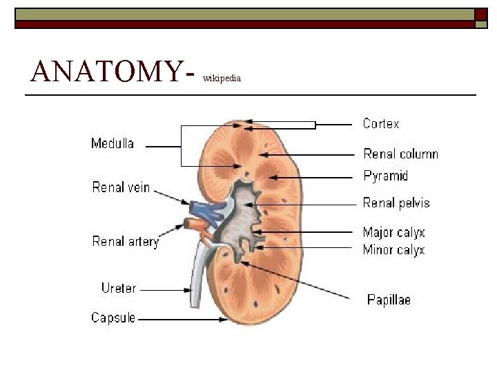 ANATOMY- wikipedia 