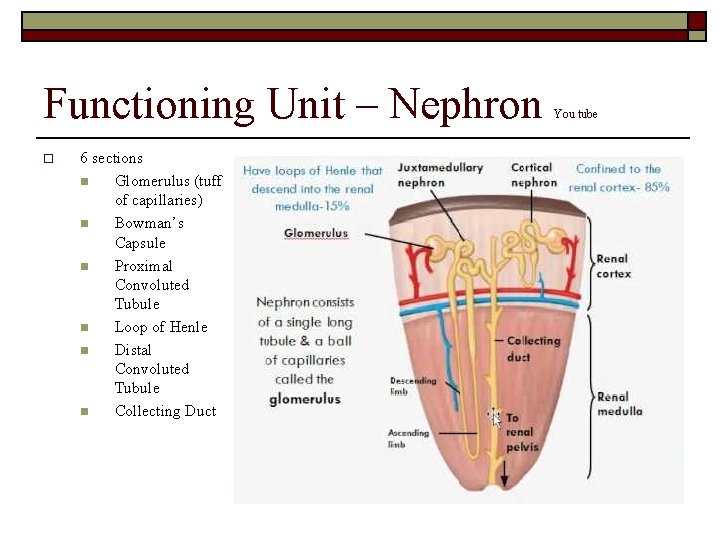 Functioning Unit – Nephron o 6 sections n Glomerulus (tuff of capillaries) n Bowman’s