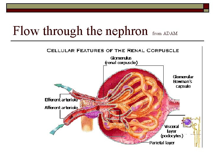 Flow through the nephron from ADAM 