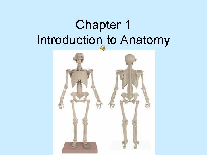 Chapter 1 Introduction to Anatomy 